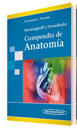 compendio de anatomia